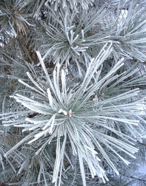 Sosna czarna (Pinus nigra) [zima]